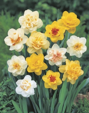 Narcis Dubbel Mix (per veelvouden van 100 stuks) 